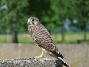 Kestrel