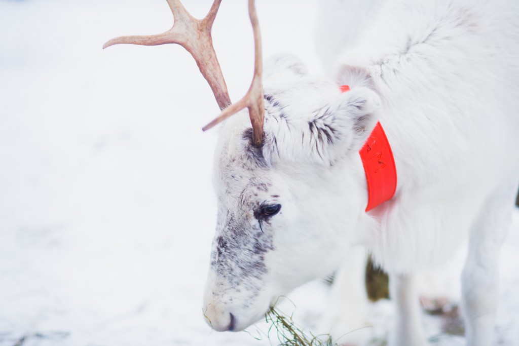 Beautiful white christmas reindeer in Lapland winter